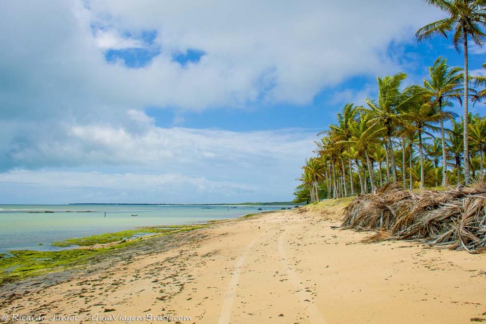 Imagem de coqueiros ao longo da orla da Praia Cormbau.